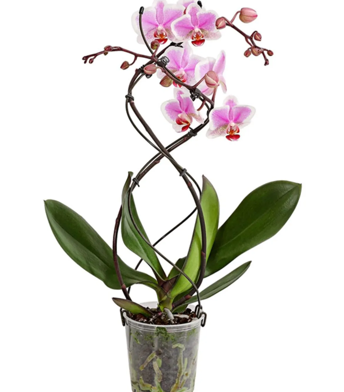 Schmetterlingsorchidee - Phalaenopsis cultivars 'Twister', verschiedene Farben