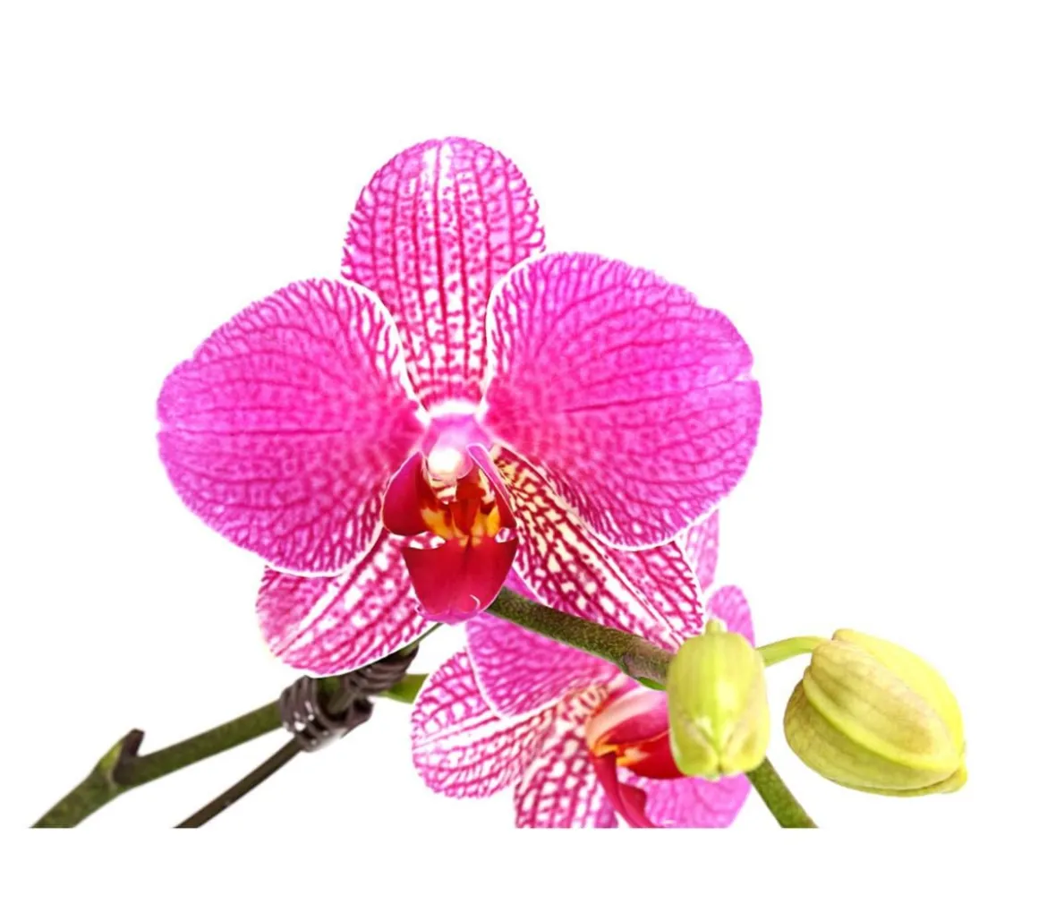 Schmetterlingsorchidee - Phalaenopsis cultivars 'Twister', verschiedene Farben