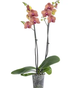 Schmetterlingsorchidee - Phalaenopsis cultivars 'Surfsong'