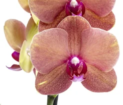 Schmetterlingsorchidee - Phalaenopsis cultivars 'Surfsong'