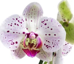 Schmetterlingsorchidee - Phalaenopsis cultivars 'Goya'