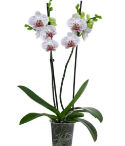 Schmetterlingsorchidee - Phalaenopsis cultivars 'Goya'