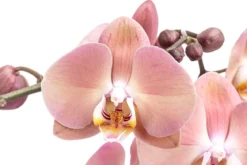 Schmetterlingsorchidee - Phalaenopsis cultivars 'Suki'