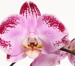 Schmetterlingsorchidee - Phalaenopsis cultivars Kascade, verschiedene Farben