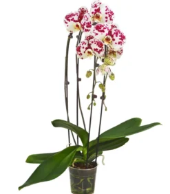 Schmetterlingsorchidee - Phalaenopsis cultivars Kascade, verschiedene Farben