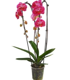 Schmetterlingsorchidee - Phalaenopsis cultivars Kascade, verschiedene Farben