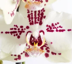 Schmetterlingsorchidee - Phalaenopsis cultivars Kascade, verschiedene Farben