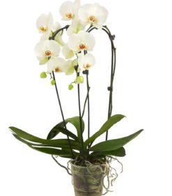 Schmetterlingsorchidee - Phalaenopsis cultivars Kascade, verschiedene Farben