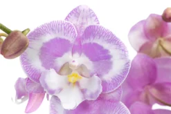 Schmetterlingsorchidee - Phalaenopsis cultivars 'Aladdin Kisz'