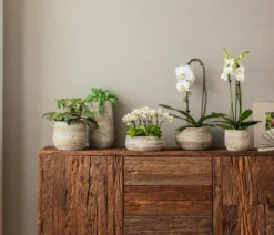 Schmetterlingsorchidee - Phalaenopsis 'Aqua Orchids®', verschiedene Farben