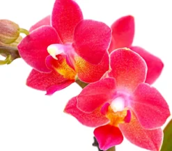 Schmetterlingsorchidee - Phalaenopsis 'Aqua Orchids®', verschiedene Farben