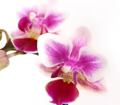 Schmetterlingsorchidee - Phalaenopsis 'Aqua Orchids®', verschiedene Farben