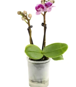 Schmetterlingsorchidee - Phalaenopsis 'Aqua Orchids®', verschiedene Farben