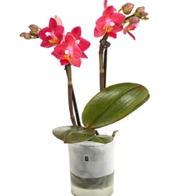 Schmetterlingsorchidee - Phalaenopsis 'Aqua Orchids®', verschiedene Farben