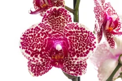 Schmetterlingsorchidee - Phalaenopsis cultivars 'Sesame'