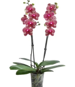 Schmetterlingsorchidee - Phalaenopsis cultivars 'Sesame'