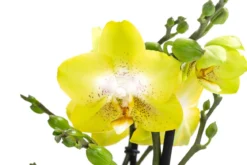 Schmetterlingsorchidee - Phalaenopsis cultivars 'Arezzo'