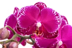 Schmetterlingsorchidee - Phalaenopsis cultivars 'Asian Violin'