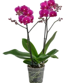 Schmetterlingsorchidee - Phalaenopsis cultivars 'Asian Violin'
