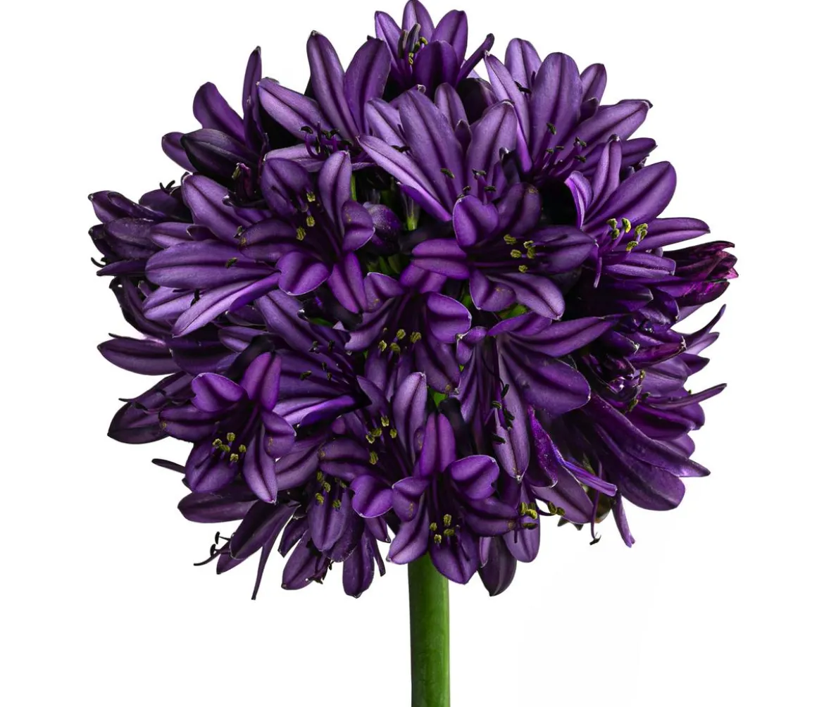 Schmucklilie 'Black Jack', Landlust Kollektion