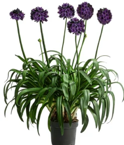 Schmucklilie 'Black Jack', Landlust Kollektion