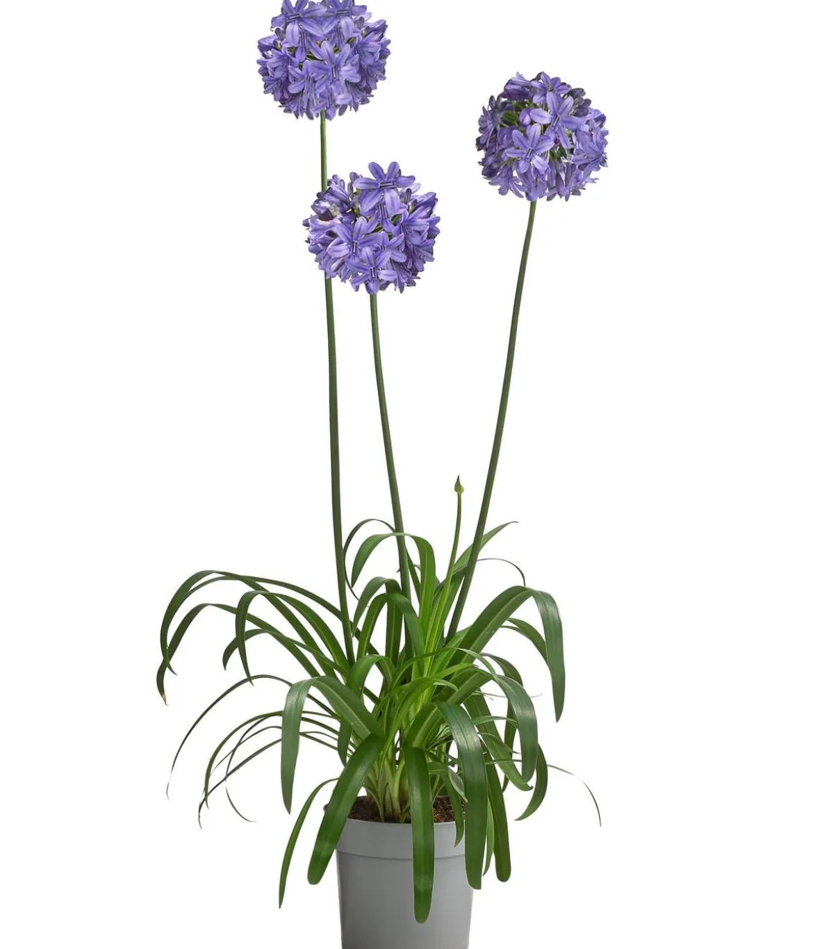 Schmucklilie 'Ever Sapphire', Landlust Kollektion