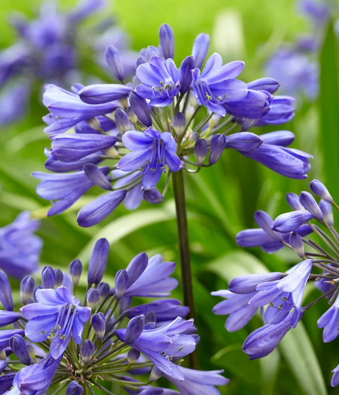 Schmucklilie 'Ever Sapphire', Landlust Kollektion