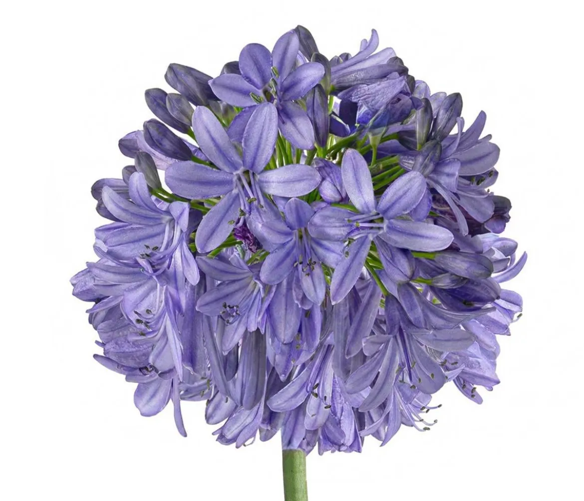 Schmucklilie 'Ever Sapphire', Landlust Kollektion
