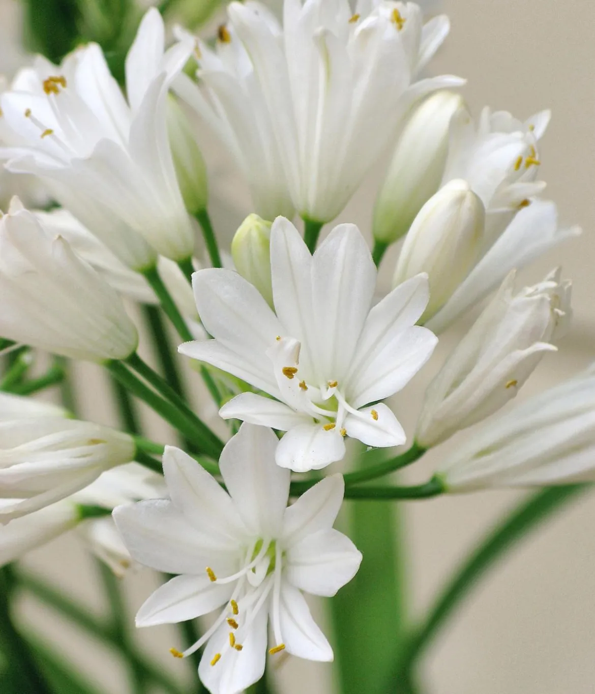 Schmucklilie 'Ever White', Landlust Kollektion