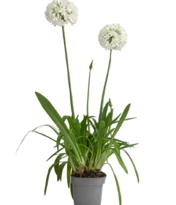 Schmucklilie 'Ever White', Landlust Kollektion
