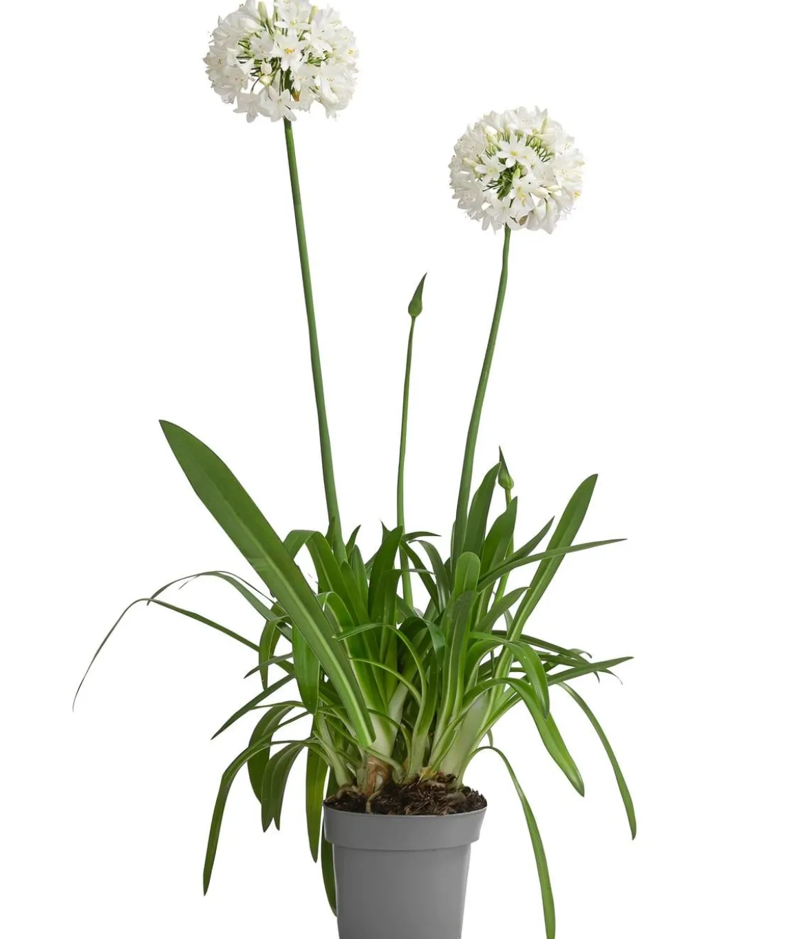 Schmucklilie 'Ever White', Landlust Kollektion