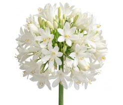 Schmucklilie 'Ever White', Landlust Kollektion
