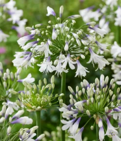 Schmucklilie 'Fireworks', Landlust Kollektion
