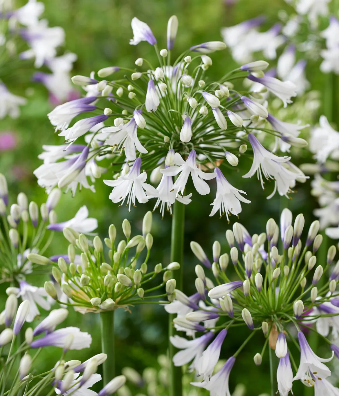 Schmucklilie 'Fireworks', Landlust Kollektion
