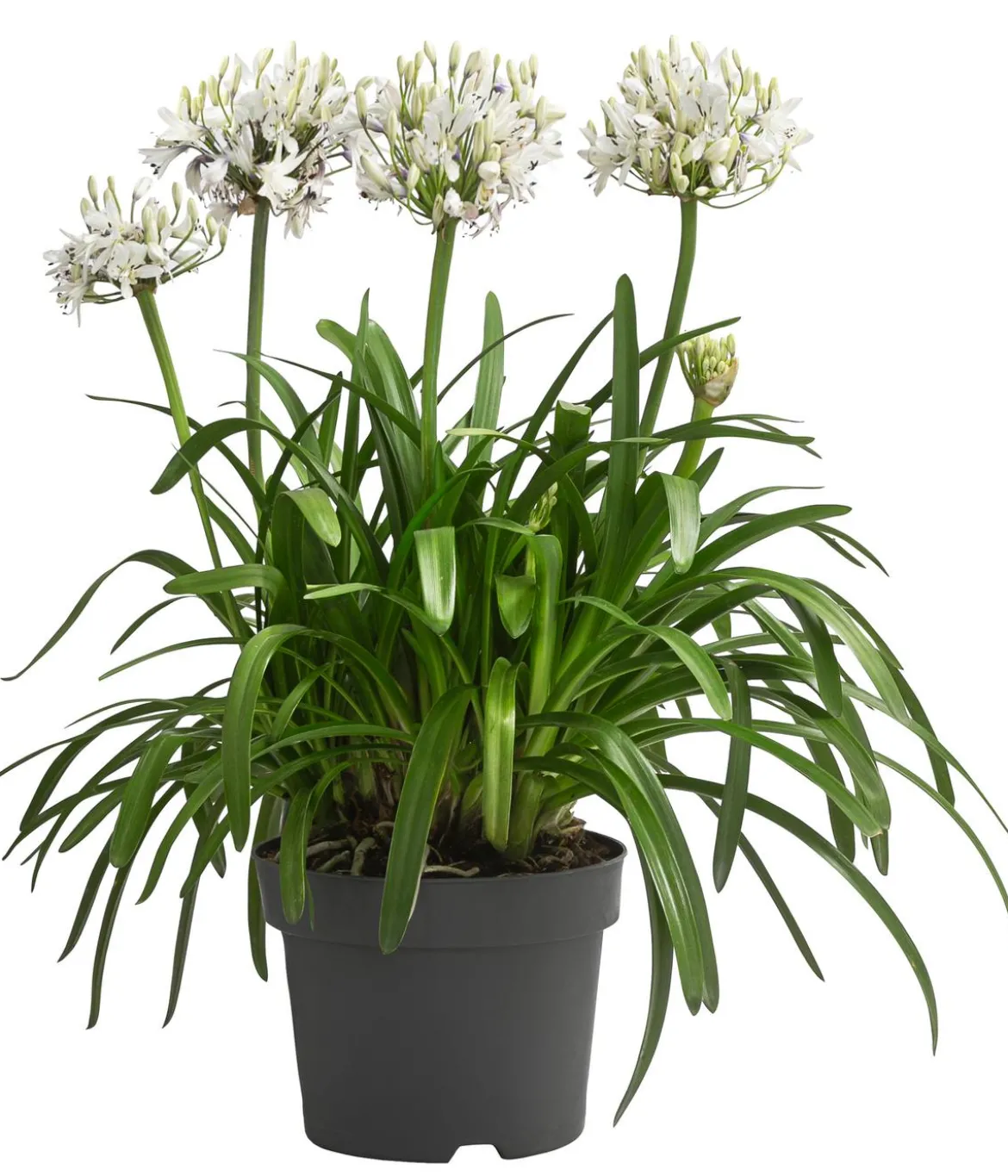 Schmucklilie 'Fireworks', Landlust Kollektion