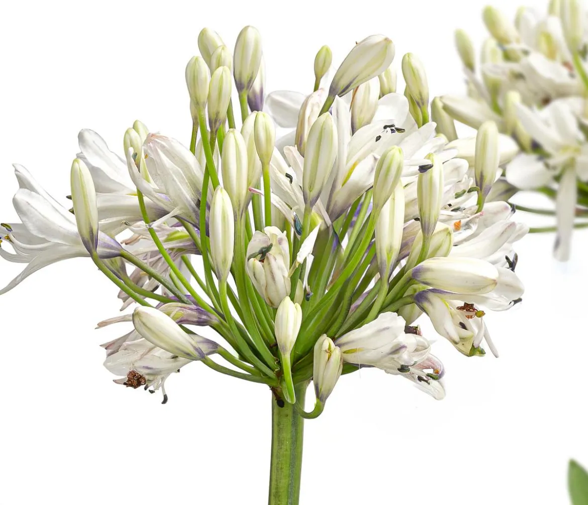 Schmucklilie 'Fireworks', Landlust Kollektion