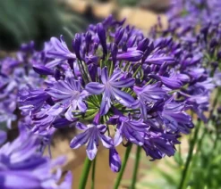 Schmucklilie 'Poppin Star', Landlust Kollektion