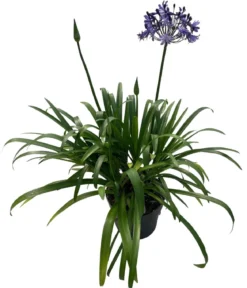 Schmucklilie 'Poppin Star', Landlust Kollektion