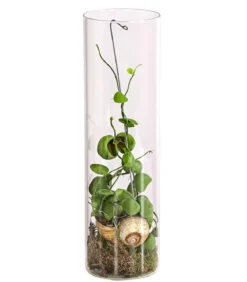 Schneckenhauspflanze im Glas - Dischidia pectinoides 'Snaily'