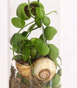 Schneckenhauspflanze im Glas - Dischidia pectinoides 'Snaily'