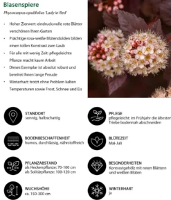 Schneeball-Blasenspiere Lady in Red