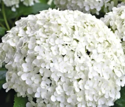 Schneeball-Hortensie 'Annabelle®'