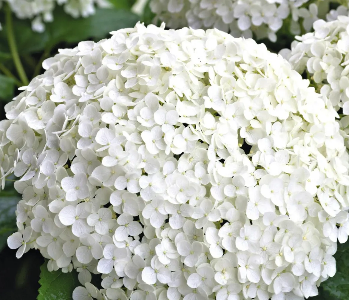 Schneeball-Hortensie 'Annabelle®'