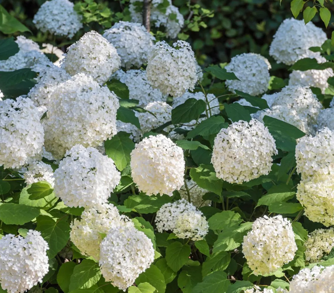 Schneeball-Hortensie 'Annabelle®'