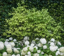 Schneeball-Hortensie 'Annabelle®'