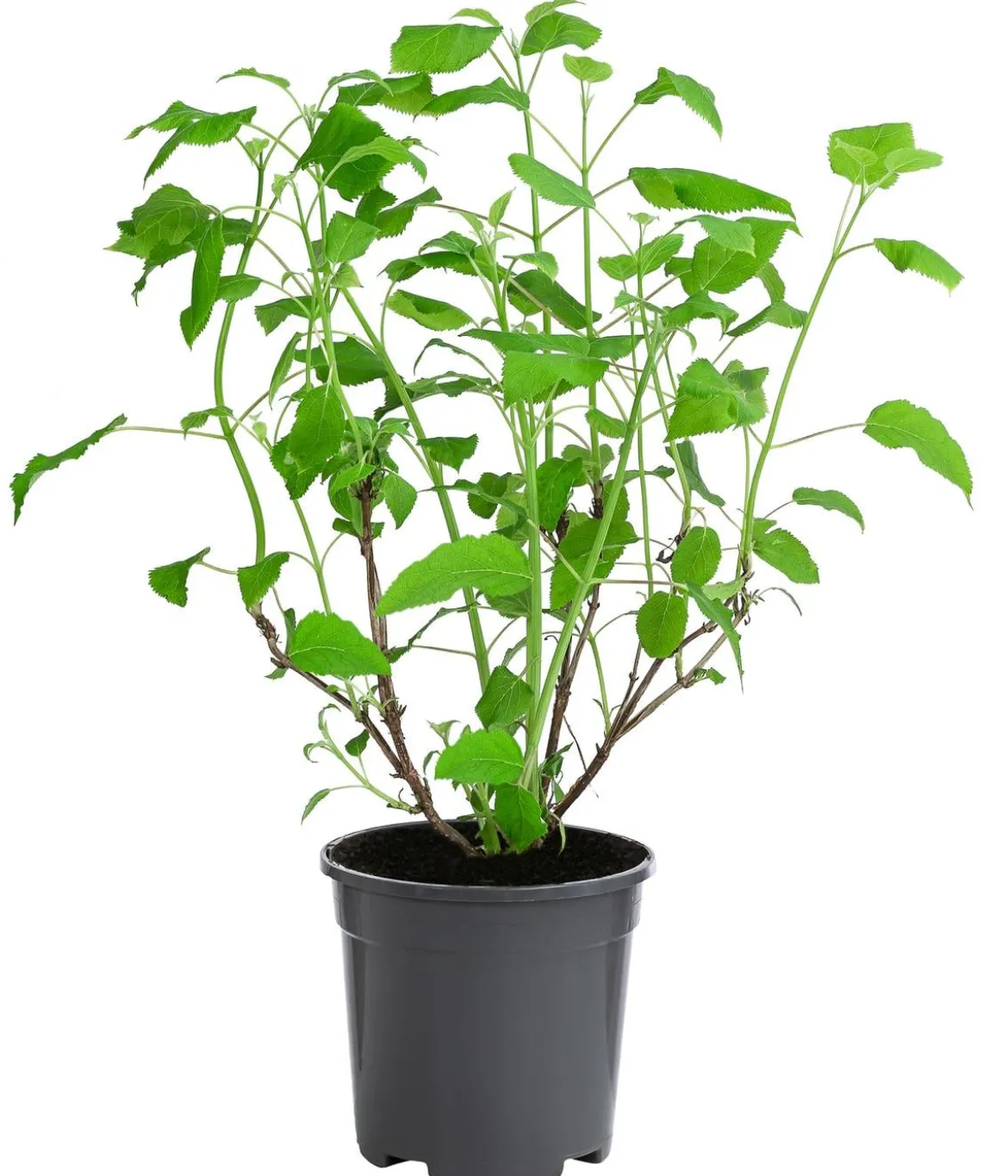 Schneeball-Hortensie 'Annabelle®'