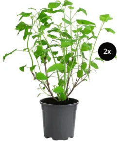 Schneeball-Hortensie 'Annabelle®', 2er-Set