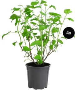 Schneeball-Hortensie 'Annabelle®', 4er-Set