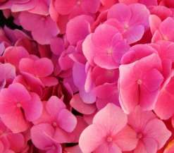 Schneeball-Hortensie 'Pink Annabelle®'