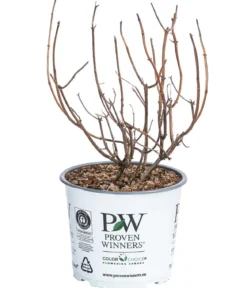 Schneeball-Hortensie 'Pink Annabelle®'